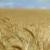 خرید نقدی گندم مازاد بر نیاز کشاورزان از مرز 9 میلیون و 300 هزار تن گذشت