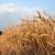 تولید سالانه 15 میلیون تن گندم در کشور