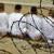 اعتراض آمریکا به انتشار اسناد فاش‌نشده‌ای از گوانتانامو توسط ویکی‌لیکس