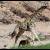 تصاویری نایاب/ شكار زرافه توسط چند شیر