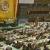 مجمع عمومي سازمان ملل شوراي انتقال ملي ليبي را به رسميت شناخت