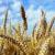 کشت گندم در اراضی کشاورزی استان قزوین آغاز شد