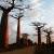 عجیب ترین درخت های دنیا وارونه‌اند + عکس