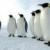 راز ناپدید شدن پنگوئن ها کشف می شود