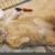 چاق‌ترین گربه جهان مُرد/عکس