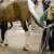 طولانی‌ترین دم اسب در جهان +تصاویر