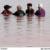 فصل شنا و لجن درمانی در دریاچه ارومیه (گزارش تصویری)
