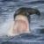 عکس/فرار شیر دریایی از دهان کوسه