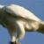 عقاب سفید ایرانی در کویت ۷۵۰هزاردلار فروخته شد