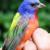 رنگ آمیزی خیره کننده این پرنده (عکس)