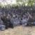 یورش ارتش نیجریه به 'هسته اطلاعاتی بوکوحرام'