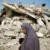 سازمان ملل متحد می گوید سه چهارم کشته شدگان فلسطینی، غیرنظامی بوده اند. از ۲۹ اسرائیلی کشته شده اما فقط دو نفرشان غیرنظامی و بقیه نظامی بوده اند