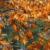 تصاویر/پاییز طلایی بوستان چیتگر