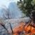 عکس/ آتش سوزی وسیع در جنگلهای زاگرس ایلام و نخلستانهای هرمزگان