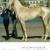 گرانترین اسب دنیا+عکس