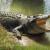 تصاویر شکار دو گونه حیوان توسط تمساح