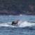 موج‌سواری فُک بر پشت نهنگ!+عکس