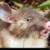 کشف موش «پوزه‌خوکی»+عکس