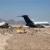 سقوط هواپیمای روسی با 212 مسافر در منطقه سینای مصر