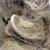 کشف بقایای جانور عظیم‌الجثه باستانی نادر در اردبیل