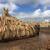 بزرگترین تور سوزاندن عاج فیل و شاخ کرگدن +عکس