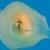 ماهی بدشانس در شکم عروس دریایی گیر افتاد +تصاویر