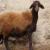 گوشت گوسفند ایرانی، در کویت از تهران ارزان‌تر شد