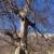 ثبت ملی کهنسال ترین درخت افرا در سوادکوه