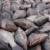 مجوز تولید ماهی تیلاپیا در قزوین صادر شد