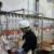 کشتارگاه سپید مرغ مانشت ایوان به چرخه تولید بازگشت