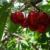 وزارت جهاد کشاورزی در تعیین قیمت میوه دخالتی ندارد