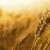 تولید 14 میلیون تن گندم در سال زراعی جدید پیش بینی شد