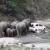 حمله فیل‌های عصبانی به ماشین‌های پارک شده در پارک ملی + فیلم