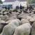 صف آرایی گوسفندها در مقابل کاخ ریاست جمهوری آلمان + فیلم