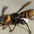 عکس| کشف و نابودسازی اولین کندوی «زنبور قاتل» در خاک آمریکا