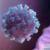 نگرانی دانشمندان از گونه جهش‌یافته نیویورکی ویروس کرونا