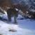 مشاهده مجدد پلنگ ایرانی در منطقه شکارممنوع اشکورات گیلان