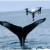 رابطه تماشایی پهپاد با نهنگ‌های خجالتی/ عکس