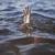 غرق شدن دختر ۱۵ ساله در دریای میانکاله بهشهر