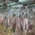ارسال اولین محموله گوشت گرم گوسفندی از کنیا به ایران