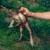 وزغ غول‌پیکر سمی، یکی از خطرناک‌ترین گونه‌های مهاجم دنیا/ عکس