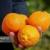 پیش بینی برداشت بیش از ۳۰۰۰ تن نارنگی از سطح باغات مرکبات سیستان و بلوچستان