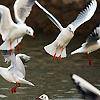 مهاجرت پرندگان به آب بندان‌های جنوب خزر آغاز شد 