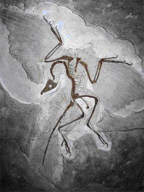 قدیمی‌ترین دایناسور پردار تاریخ کشف شد