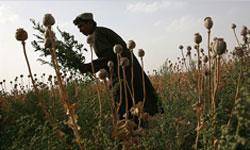 93 درصد مواد مخدر دنيا در افغانستان توليد مي‌شود