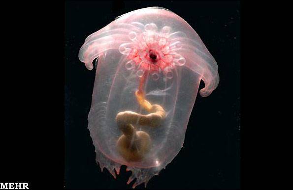 تصاویری شگفت انگیز از عجیب ترین جانداران اعماق دریاها