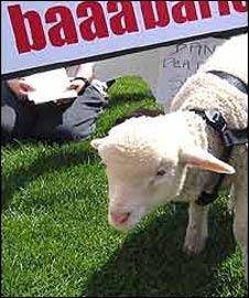 تلاش برای کاهش آروغ گوسفندان استرالیا