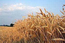 تولید سالانه 15 میلیون تن گندم در کشور