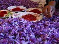 صادرات زعفران امسال به یکصد تن می‎رسد