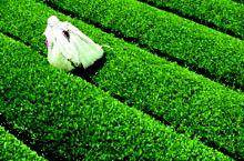هشت هزار کیلو گرم چای تقلبی توسط بازرسی و نظارت اصناف کشور کشف شد